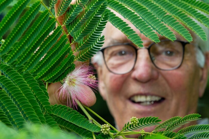 Seidenbaum-Blüte macht Gärtner stolz - Bernhard Weisbach staunte nicht schlecht, als er nach drei Jahren an seinem Seidenbaum bereits Blüten entdeckte. Ein Hinweis, dass Mittelmeerpflanzen durchaus auch in hiesigen Gefilden gedeihen. 