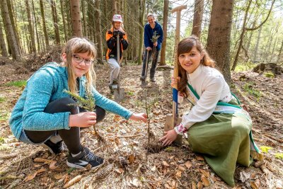Seiffen: Im Vorfeld der 700-Jahr-Feier sind jetzt über 700 Bäume gepflanzt worden - Waldkönigin Anne Meinhold und Tobias Dübler pflanzten mit Stella und Sophie (v. r.) Weißtannen.