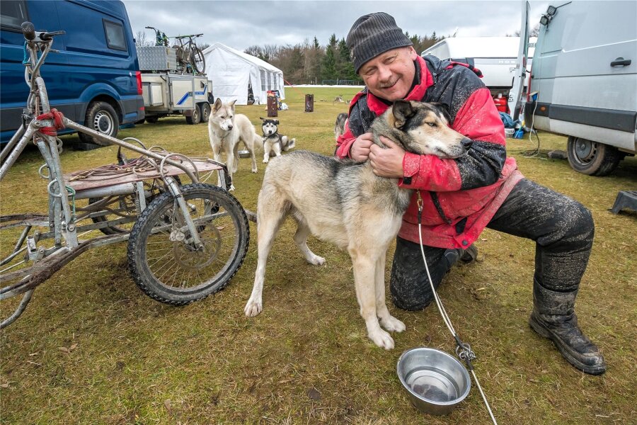 Seiffen: Schlittenhunde trainieren mit Wagen statt Schlitten - Nach einer Trainingsrunde bekommt Leit-Husky Fley von Erhard Feickert Streicheleinheiten.