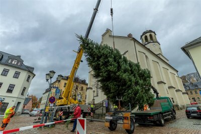 Seit Mittwoch schmücken ausgewachsene Weihnachtsbäume die Auerbacher Märkte - Von Hohengrün wurde die zehn Meter hohe Tanne auf den Altmarkt transportiert.