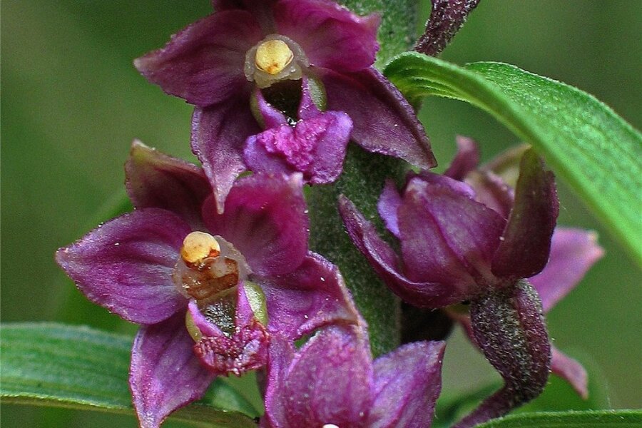 Seltene Orchidee findet im Vogtland von allein Weg in Botanischen Garten - Die Braunrote Stendelwurz an ihrem natürlichen Standort im oberen Vogtland. 