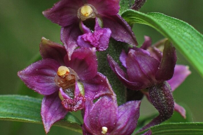 Seltene Orchidee findet von allein Weg in Garten - Die Braunrote Stendelwurz an ihrem natürlichen Standort im oberenVogtland. 