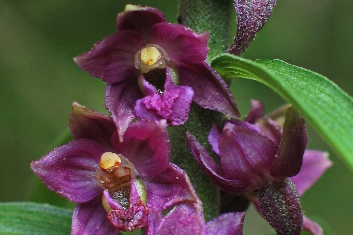 Seltene Orchidee findet von allein Weg in Garten - Die Braunrote Stendelwurz an ihrem natürlichen Standort im Oberen Vogtland. 