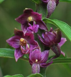 Seltene Orchidee findet von allein Weg in Garten - Die Braunrote Stendelwurz an ihrem natürlichen Standort im oberen Vogtland. 