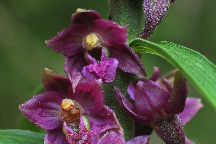 Seltene Orchidee findet von allein Weg in Garten - Die Braunrote Stendelwurz an ihrem natürlichen Standort im oberen Vogtland. 