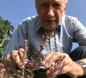 Seltene Pflanze in Freiberg entdeckt - Professor Dietrich Stoyan fotografiert den Acker-Zahntrost. Er hofft auch auf eine Sägehornbiene, die auf die Blüten spezialisiert ist. 