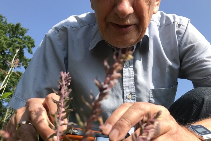 Seltene Pflanze in Freiberg entdeckt - Professor Dietrich Stoyan fotografiert den Acker-Zahntrost. Er hofft auch auf eine Sägehornbiene, die auf die Blüten spezialisiert ist. 