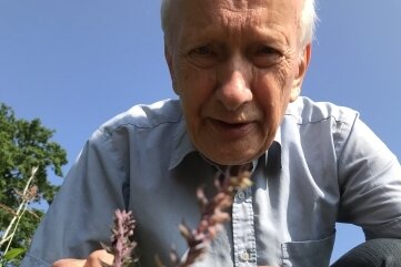 Seltene Pflanze in Freiberg entdeckt - Professor Dietrich Stoyan mit seiner Entdeckung. 