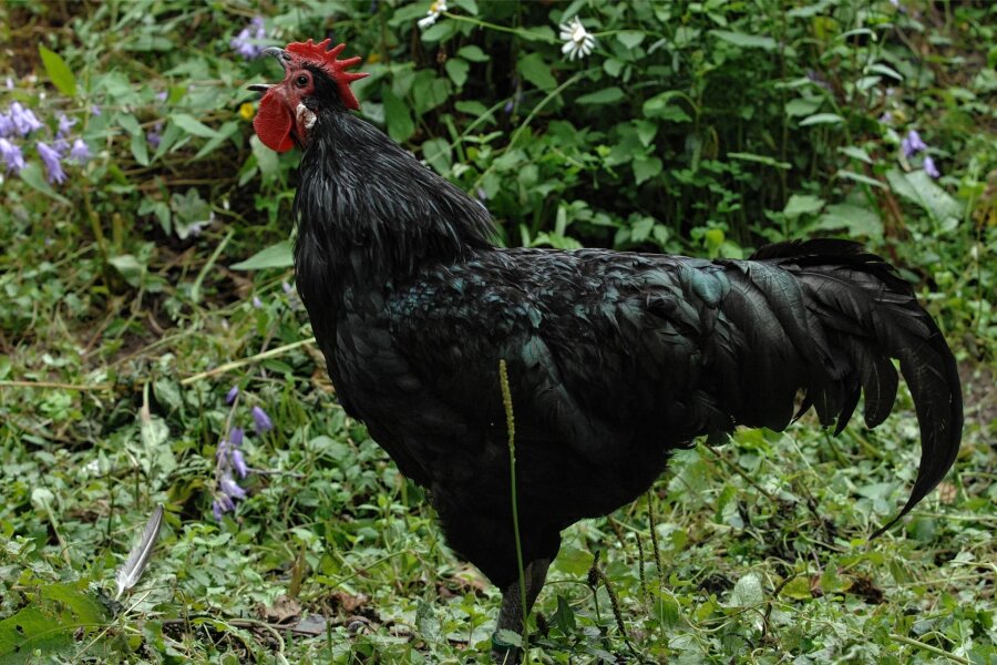 Seltene Sachsenhühner bei Vereinsschau zu sehen - Gezeigt werden unter anderem seltene Sachsenhühner, hier ein Exemplar in Schwarz.