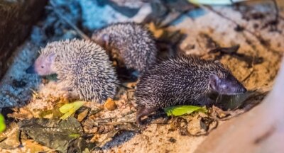 Seltener Nachwuchs bei Minis - Igelnachwuchs im Auer Zoo