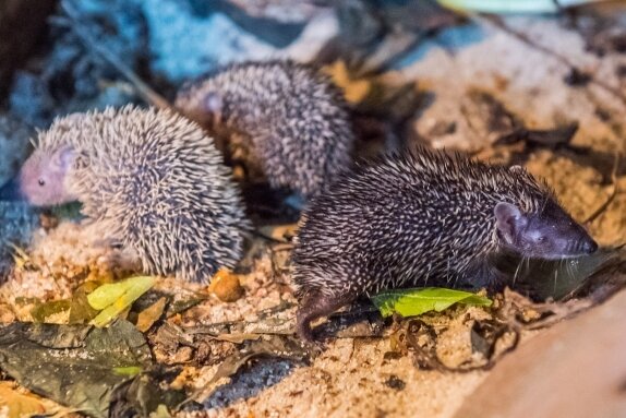 Seltener Nachwuchs bei Minis - Igelnachwuchs im Auer Zoo