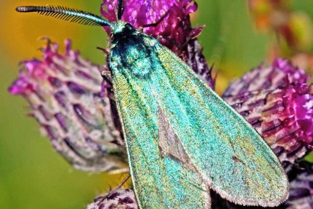 Seltener Schmetterling kommt im Vogtland vor - Das Ampfer-Grünwidderchen fällt dem Betrachter zuerst wegen seiner grün-blau metallisch glänzenden Flügel auf. 
