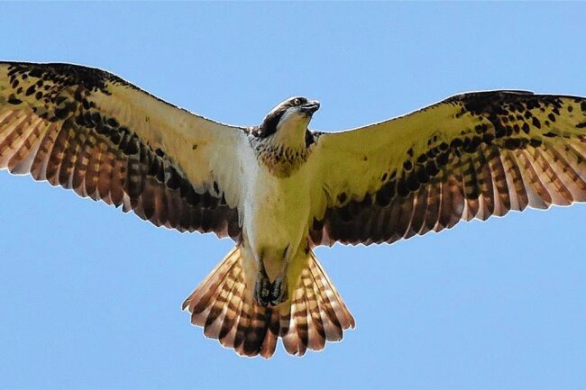 Seltener Vogel verschwunden: Der Fischadler von Weigmannsdorf ist tot - Ein Fischadler im Flug. Auch in der Region Mittelsachsen sind die Vögel inzwischen zu beobachten 