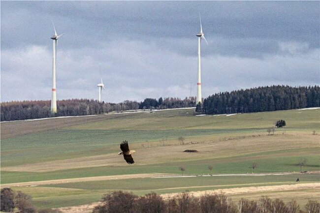 Seltenes Foto: Seeadler erobert das Erzgebirge - Diesen Seeadler hielt Claudia Jahn vor wenigen Tagen bei Mittelsaida im Foto fest. 