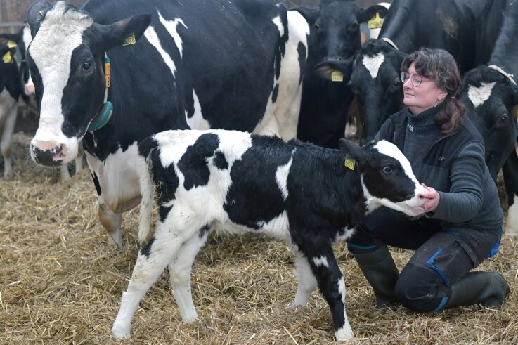 Seltenheit: Hainichener Kuh hat 13. Kalb geboren - Die Mutterkuh "Fiona" mit ihrem (noch namenlosen) Kalb. Mitarbeiterin Adelheid Großer kümmert sich im Stall um die Tiere. 