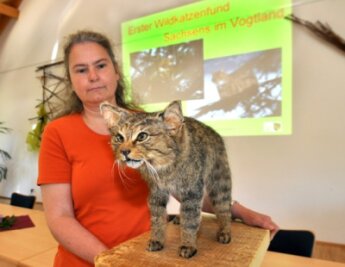 Wissenschaftlerin Clara Stefen stellt die präparierte Wildkatze vor. 