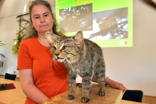 Wissenschaftlerin Clara Stefen stellt die präparierte Wildkatze vor. 