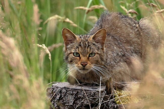 Sensation: Wildkatzen-Nachwuchs im Werdauer Wald nachgewiesen - Die Wildkatze fühlt sich im Werdauer Wald wieder wohl. 