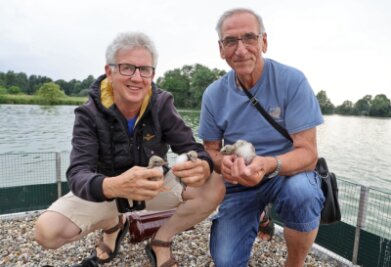 Sensationelle Entdeckung auf Stausee in Glauchau - Jens Hering (links) und Dieter Kronbach präsentieren den Nachwuchs der Flussseeschwalben, die sich auf der Brutinsel im Glauchauer Stausee angesiedelt haben.