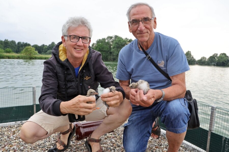 Sensationelle Entdeckung auf Stausee - Jens Hering (links) und Dieter Kronbach präsentieren den Nachwuchs der Flussseeschwalben, die sich auf der Brutinsel im Glauchauer Stausee angesiedelt haben.