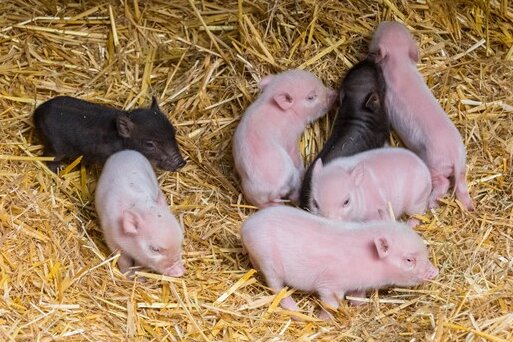Sieben Mikroschweine im Zoo der Minis geboren - 