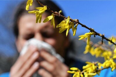 Sieben schnelle Tipps gegen Heuschnupfen - Allergiker haben jetzt besonders mit Baumpollen zu kämpfen, das verspätete Blühen verschiebt die Allergikersaison.