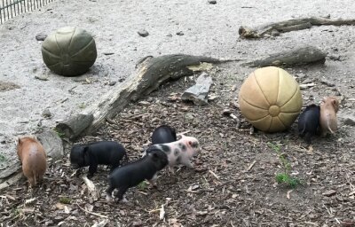 Siebenfacher Nachwuchs bei den Minischweinen im Tierpark Chemnitz - 