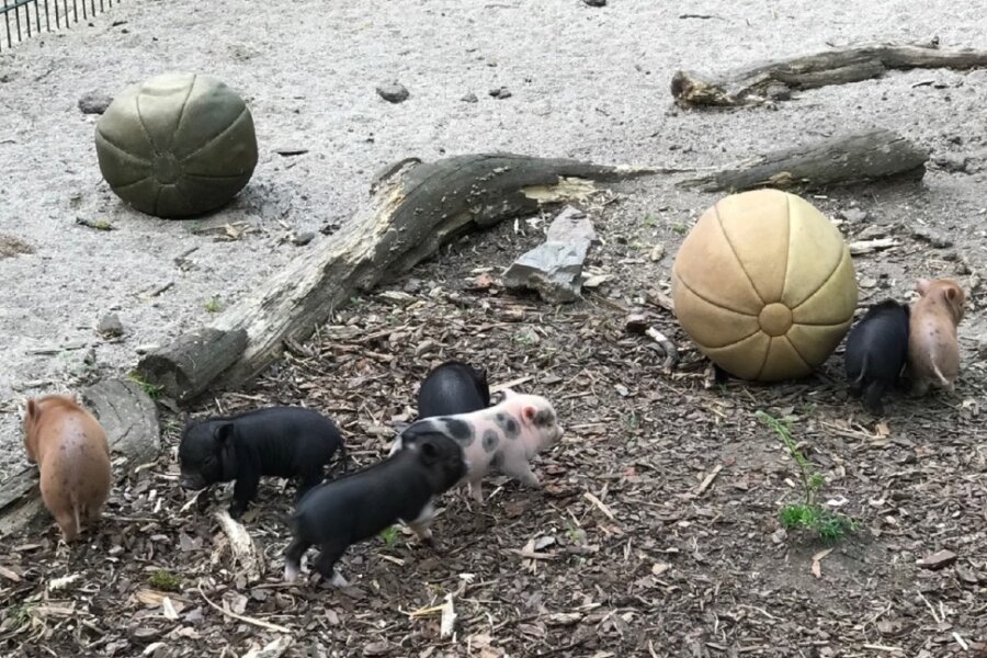 Siebenfacher Nachwuchs bei den Minischweinen im Tierpark Chemnitz