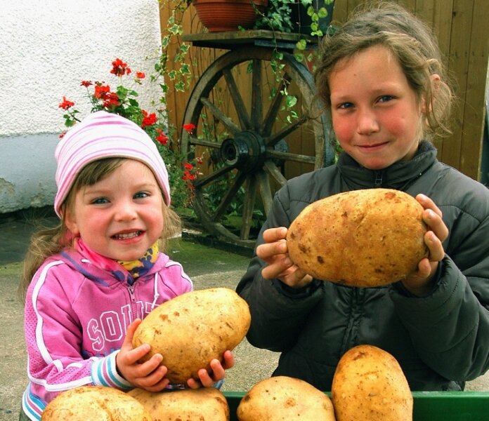 Sieger der Gartenolympiade werden gekürt - <p class="artikelinhalt">Lina und ihr Bruder Luca staunen, was für große Kartoffeln Opa Hans Klemer in Wiesa geerntet hat. Die größte Knolle wiegt 1062 Gramm, die anderen zwischen 800 und 1000 Gramm. Die Kinder freuen sich schon auf Kartoffelpuffer mit Apfelmus. </p>