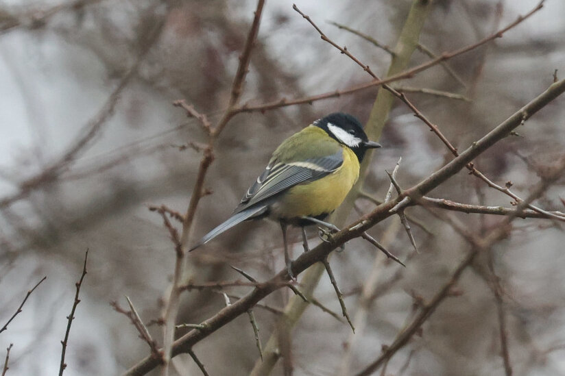 Sieh mal, wer da fliegt: Vögelzählen im Crimmitschauer Wald - Auch Kohlmeisen (Foto) wurden gesichtet, zusammen mit Blaumeisen.