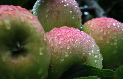 Silberstraße: Unbekannte werfen erneut Äpfel auf fahrende Autos - 