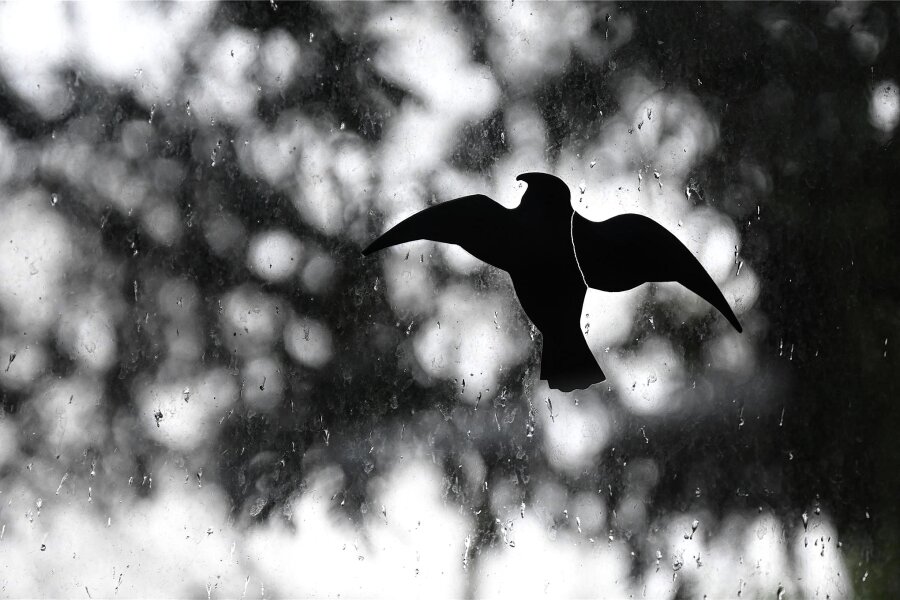 Silhouetten-Aufkleber an Glasscheiben: „Vögel fliegen fünf Zentimeter daneben an die Scheibe“ - Offenbar sind auch die Aufkleber zur Vermeidung von Vogel-Kollisionen nicht der Weisheit letzter Schluss.