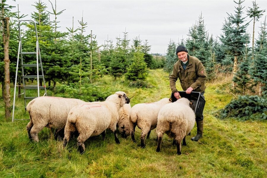 So finden Sie am besten einen Weihnachtsbaum - Shropshire-Schafe helfen Karsten Liebschner bei der Pflege der Weihnachtsbaumplantage in Dittmannsdorf. Für den Mineralienhaushalt der Tiere füttert er zu. 