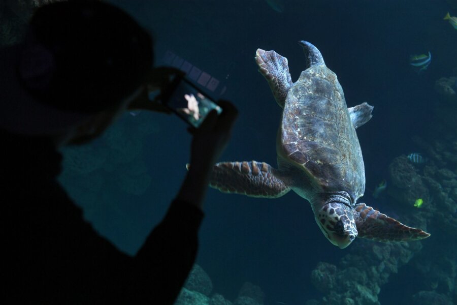 So gelingen Fotos durch die Glasscheibe eines Aquariums - Diese Unechte Karettschildkröte (lat. Caretta caretta) im Meeresmuseum von Stralsund ist ein wunderbares Fotomotiv - sofern man weiß wie man in Aquarien spiegelfrei fotografiert.