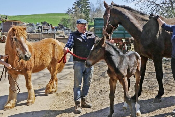 So klein und schon Onkel: Pferdezüchter freut sich über Fohlen - 
