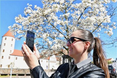 So schön ist der Frühling in Freiberg - Hochbetrieb an Waschstraße - Alina Mihailova aus Lettland fotografiert am Schlossplatz in Freiberg eine der drei wunderschön blühenden Stern-Magnolien. Die junge Frau arbeitet seit Jahren in Freiberg. 