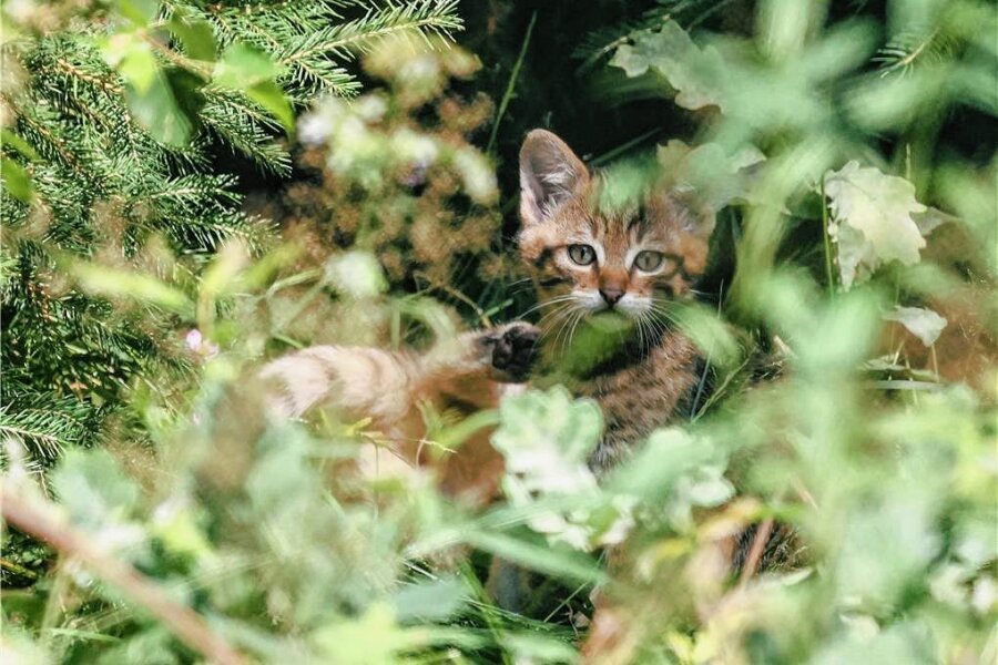 So süß sind die neuen Wildkatzenbabys im Wildgatter Oberrabenstein - Eine der jungen Wildkatzen aus dem Chemnitzer Wildgatter wagt sich nach den ersten Wochen in der Wurfbox in das Außengehege.