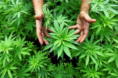 So umstritten ist die Cannabis-Legalisierung im Vogtland: "Die Kontrolle wird schwierig" - Blütenstände und zu Harz gepresste Teile der Cannabis-Pflanze werden als Marihuana und Haschisch verkauft.