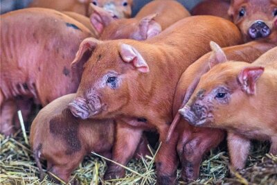 So viel Schwein: Auf Schönheider Bio-Hof flitzen jetzt 34 Ferkelchen - Bei den Duroc-Schweinen handelt es sich um eine seltene Rasse.