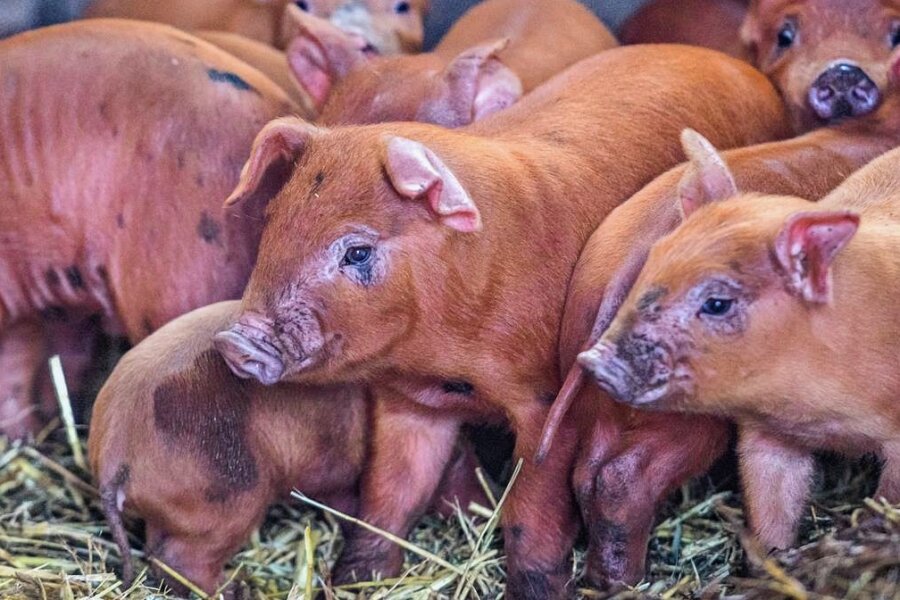 So viel Schwein: Auf Schönheider Bio-Hof flitzen jetzt 34 Ferkelchen - Bei den Duroc-Schweinen handelt es sich um eine seltene Rasse.