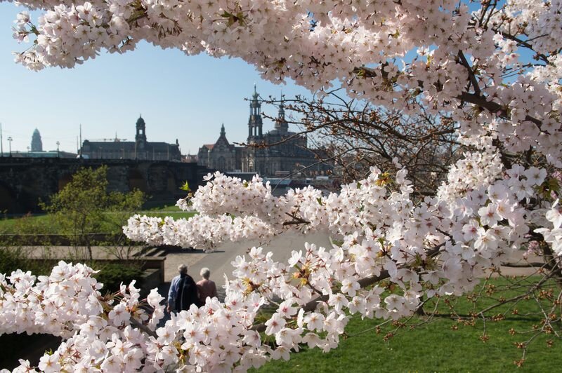 So warm war es am 1. April in vielen Orten Sachsens noch nie - Zierbaumblüte an der Elbe in Dresden. Sachsenweit wurden am 1. April neue Rekordwerte bei den Temperaturen erreicht.