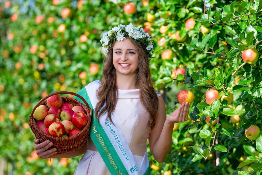So wenige wie seit 25 Jahren nicht mehr: Wie teuer werden Äpfel aus Sachsen dieses Jahr? - Sachsens Blütenkönigin Antonia Mercedes Kirschner eröffnete am Freitag in Dresden-Pillnitz die Apfelernte im Freistaat.