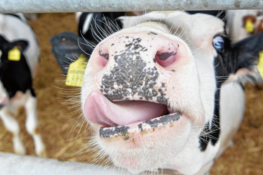 Sogar mit Massagegerät: In diesem Stall in Mittelsachsen fühlen sich Kühe besonders wohl - Im Großschirmaer Landwirtschaftsbetrieb, den Gunther Zschommler und sein Bruder Arndt Göbel gemeinsam führen, stehen mehr als 410 Rinder in den Ställen. 