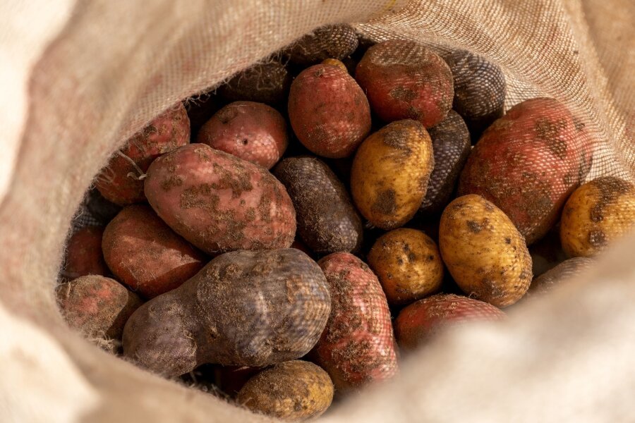 Solanin: Was Sie bei Kartoffeln beachten sollten - Kartoffeln bilden Solanin, ein natürliches Gift zur Schädlingsabwehr.