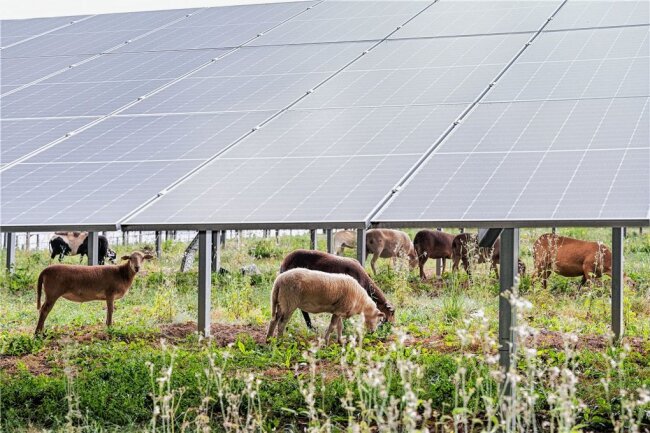 Solarpark-Projekt in Oederan nimmt die nächste Hürde - Beispiel für eine Großflächen-Fotovoltaikanlage der Firma E. Münch Elektrotechnik. 