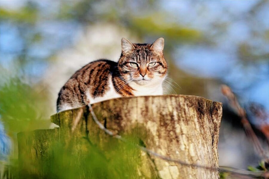Sollen Katzen in Sachsen kastriert werden? Verstärkter Tierschutz im Landtag gescheitert - Kastriert - oder nicht? Eine freilaufende Hauskatze sitzt in einem Wohngebiet.