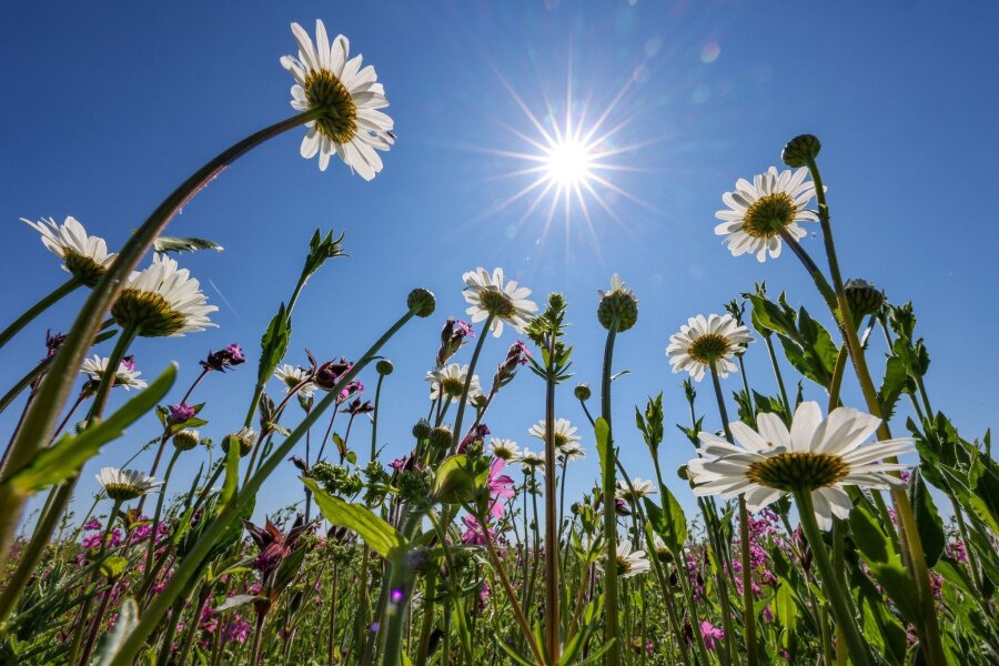 Sonne und Temperaturen bis 27 Grad Celsius in Sachsen - Die Sonne scheint auf einen reichhaltig blühenden Blühstreifen auf einem Feld.