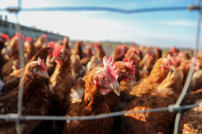 Sorge vor Geflügelpest im Erzgebirge: Landratsamt verbietet Geflügelschauen - Hühner stehen auf dem Freigelände eines Geflügelhofs.