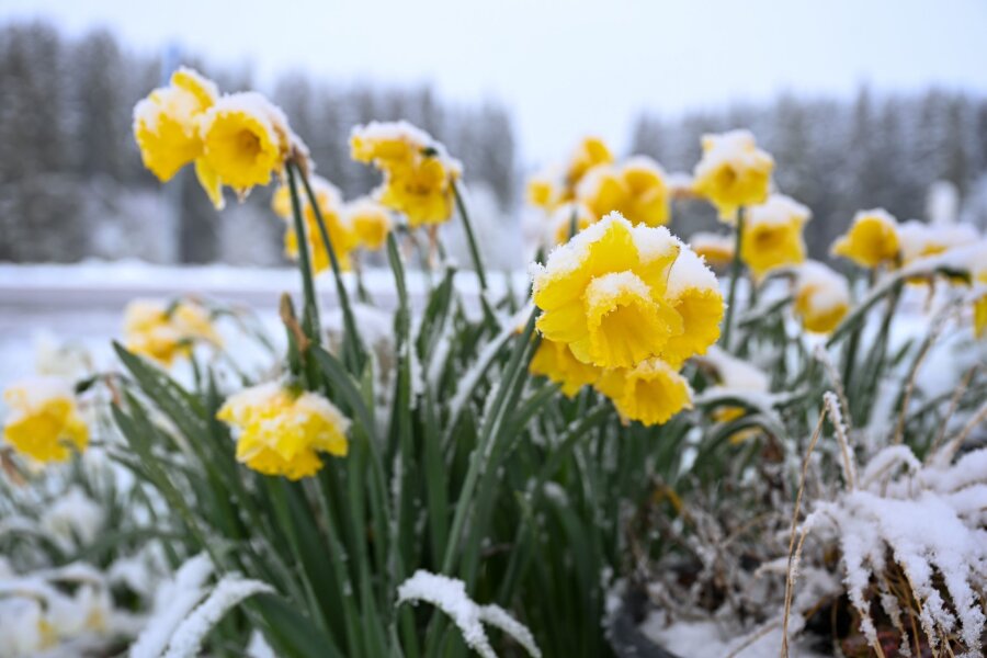 Spätes Winterwetter in Teilen von Deutschland - Schnee auf gelben Narzissen, auch Osterglocken genannt, die am Straßenrand stehen.