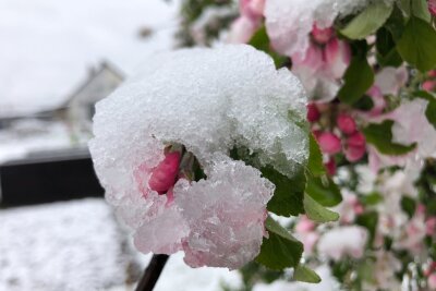 Spätes Winterwetter in Teilen von Deutschland - Die Blüten eines Apfelbaums in einem Garten in Bamberg sind mit Schnee bedeckt.